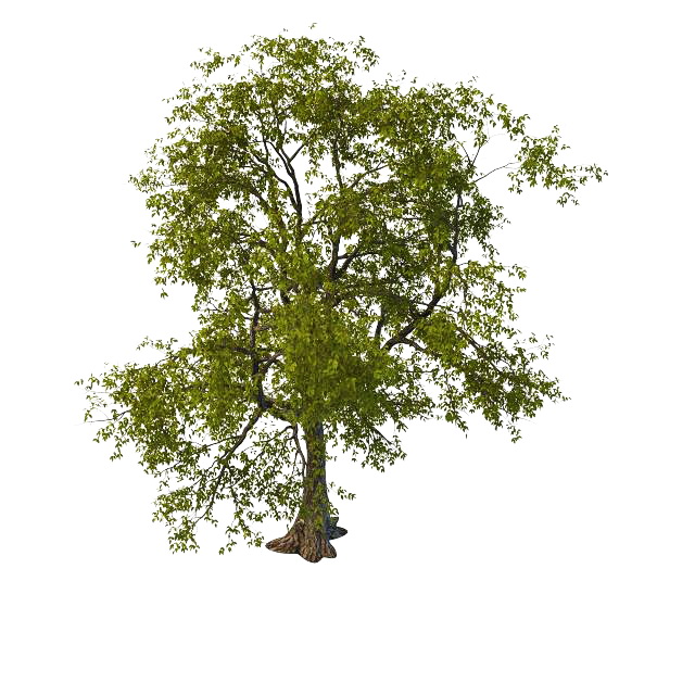 Old linden tree 3d rendering