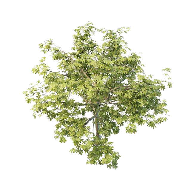 North America chestnut tree 3d rendering