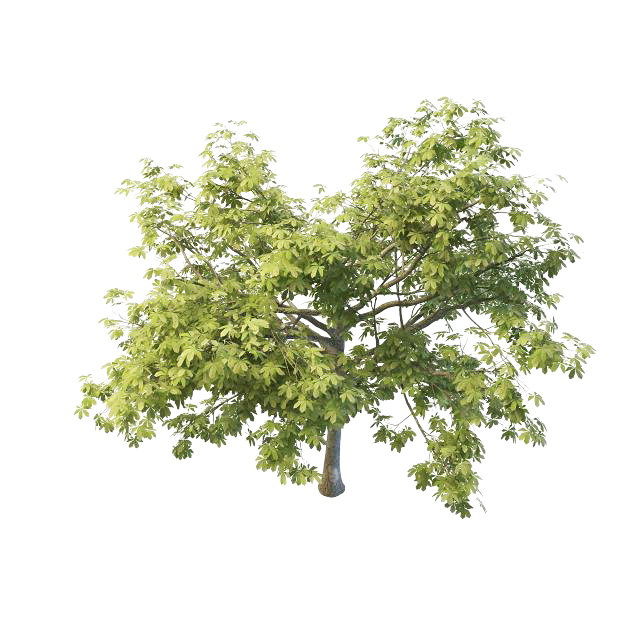 North America chestnut tree 3d rendering