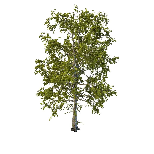 Old decaying aspen tree 3d rendering