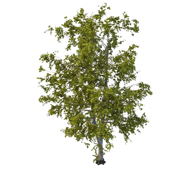 Old decaying aspen tree 3d rendering