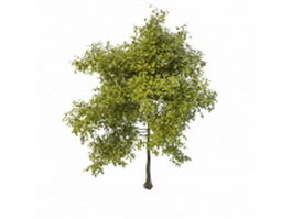 Young spring tree 3d model preview