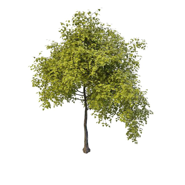 Young spring tree 3d rendering