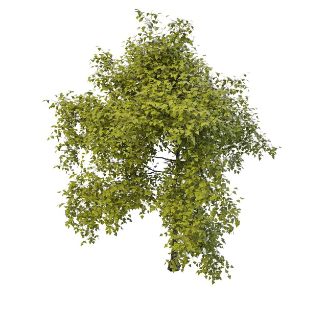 Young spring tree 3d rendering