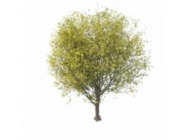 German Cherry tree 3d model preview