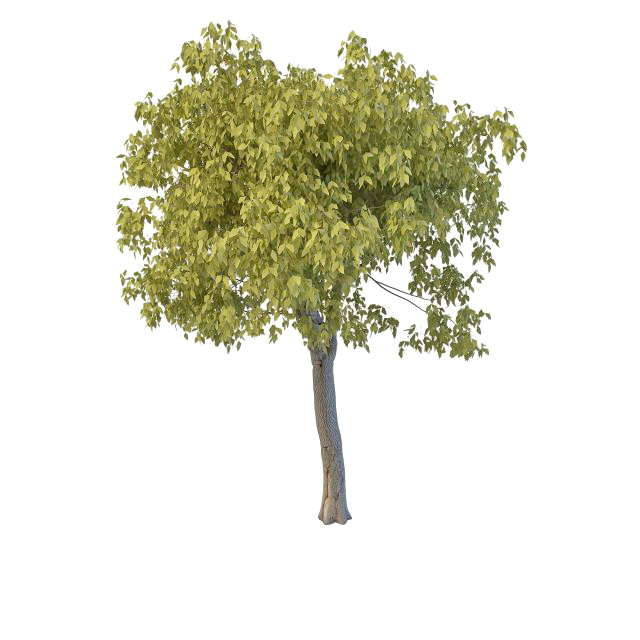 Broad leaf willow tree 3d rendering