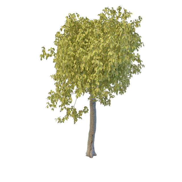 Broad leaf willow tree 3d rendering