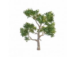 Australian eucalyptus tree 3d model preview