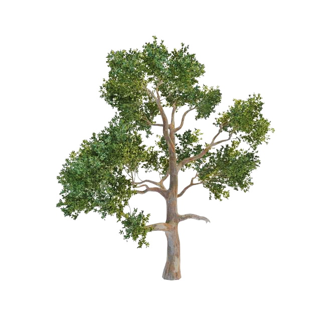 Australian eucalyptus tree 3d rendering