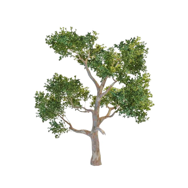 Australian eucalyptus tree 3d rendering