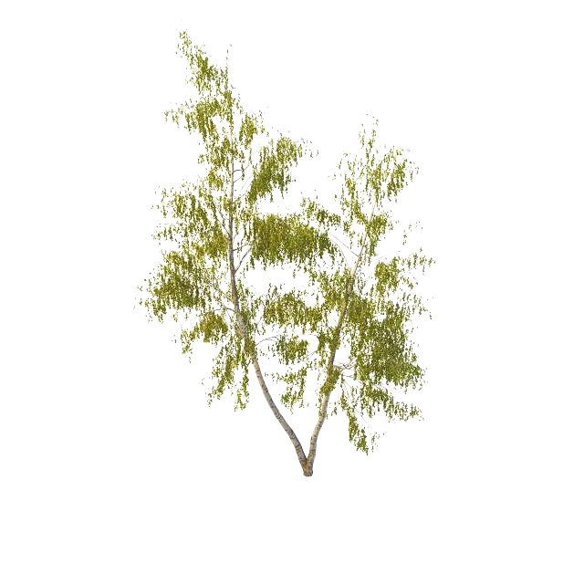 California birch tree 3d rendering