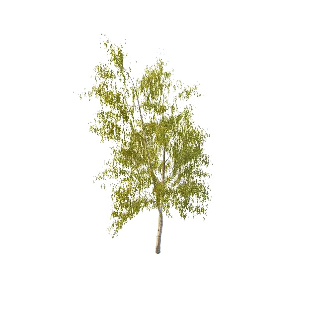 California birch tree 3d rendering