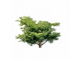 Variegated dogwood tree 3d model preview