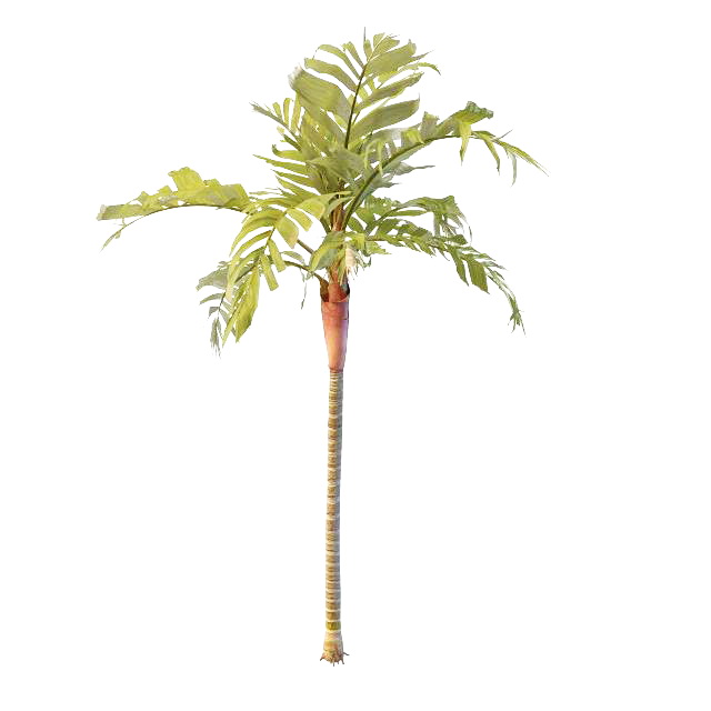 Tropical ornamental tree 3d rendering