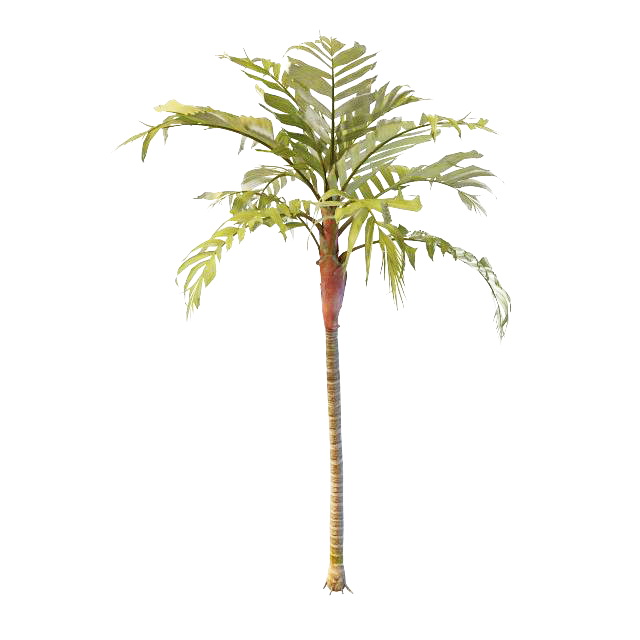 Tropical ornamental tree 3d rendering
