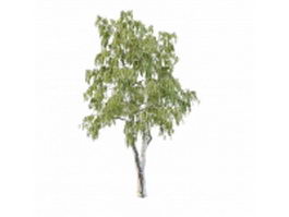 North America gray birch tree 3d model preview