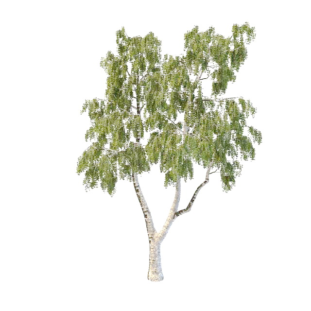 North America gray birch tree 3d rendering