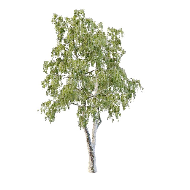 North America gray birch tree 3d rendering