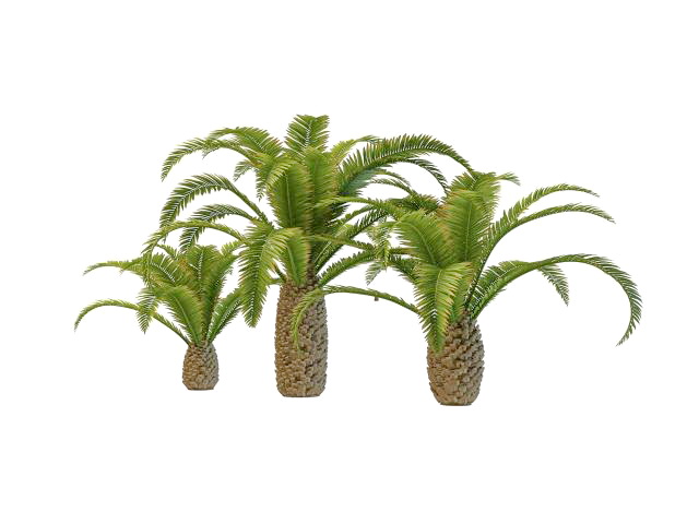 Pygmy date palm trees 3d rendering