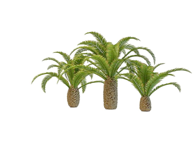 Pygmy date palm trees 3d rendering