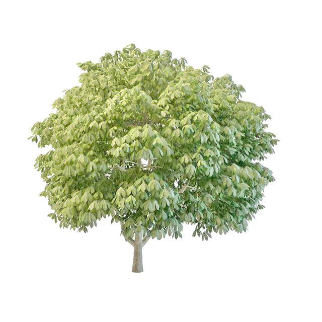 Simple topiary tree 3d rendering