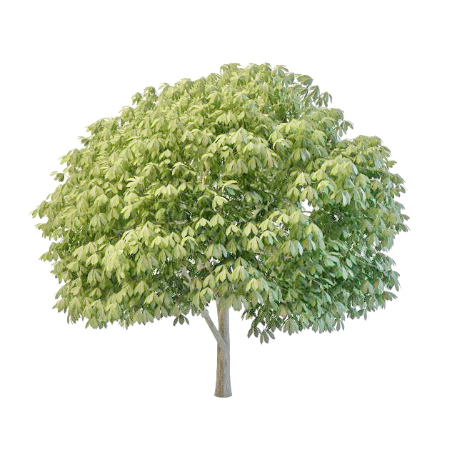 Simple topiary tree 3d rendering