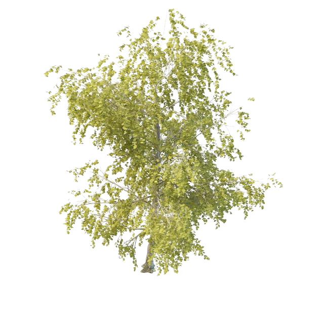 Young aspen tree 3d rendering