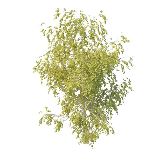 Young aspen tree 3d rendering