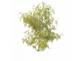 Young aspen tree 3d model preview