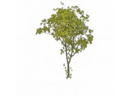 Old peachleaf willow tree 3d model preview