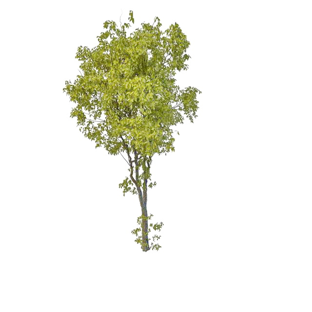 Old peachleaf willow tree 3d rendering