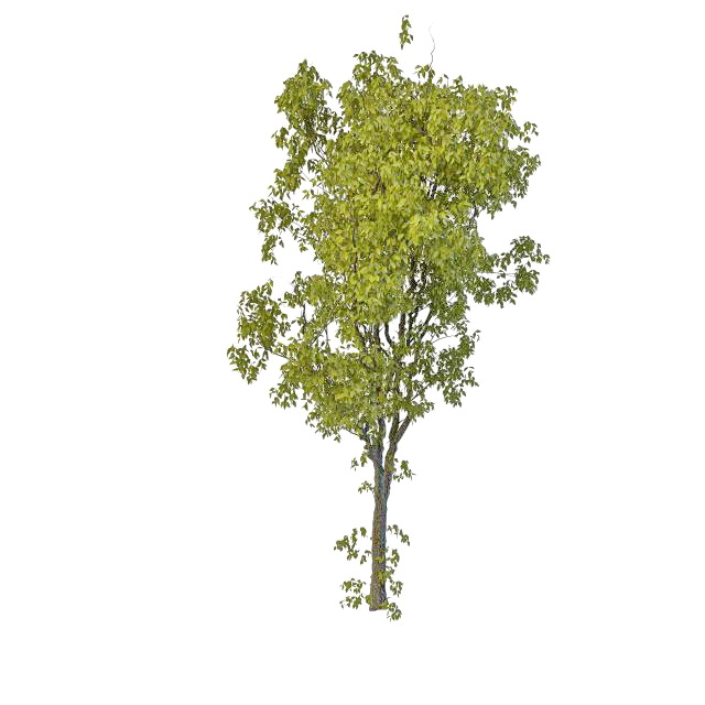 Old peachleaf willow tree 3d rendering
