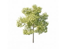Swamp white oak tree 3d model preview
