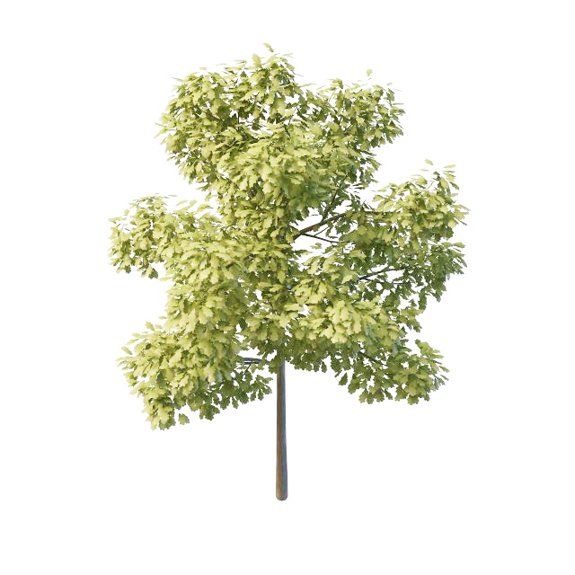 Swamp white oak tree 3d rendering