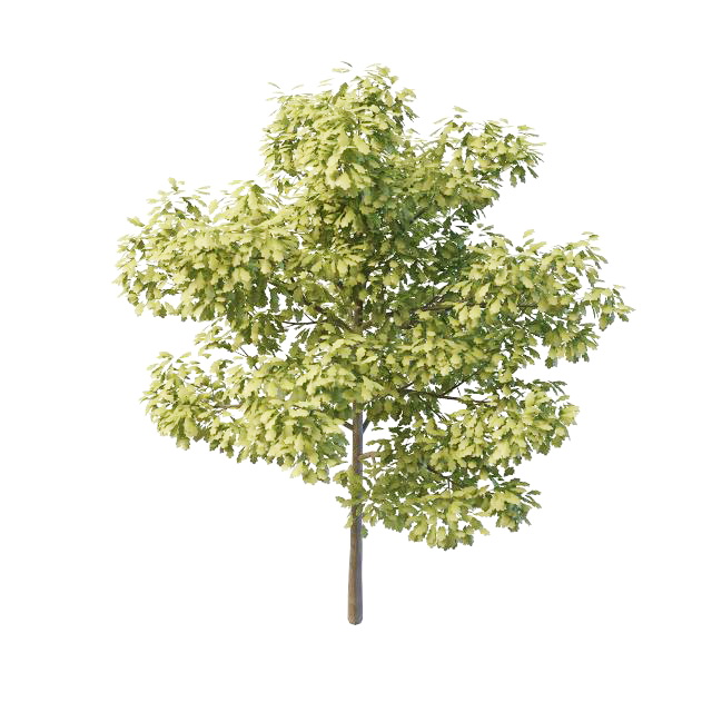 Swamp white oak tree 3d rendering