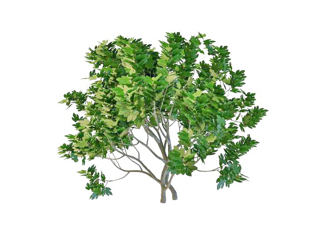 Oak tree with fruit 3d rendering