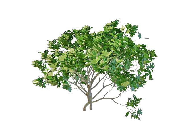 Oak tree with fruit 3d rendering