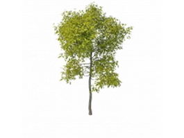 Evergreen patio tree 3d model preview