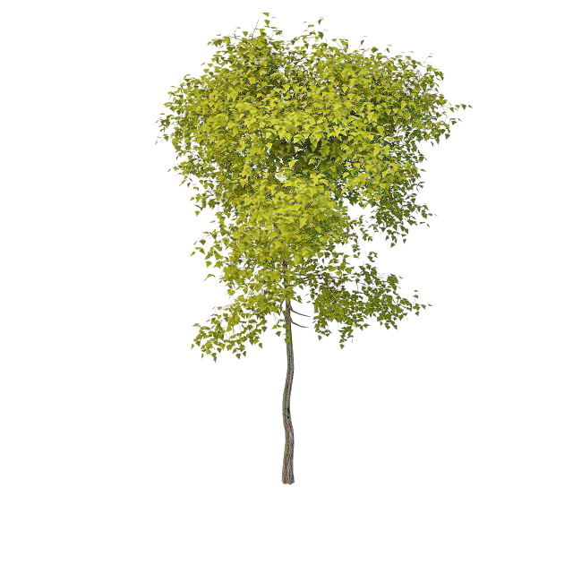 Evergreen patio tree 3d rendering