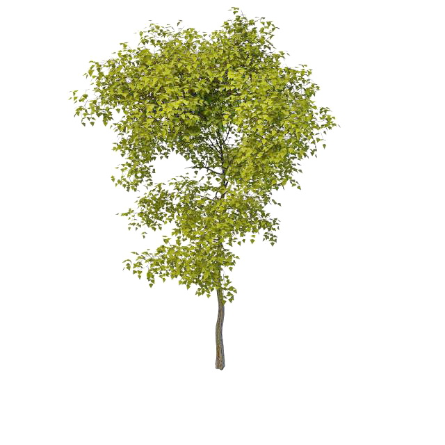 Evergreen patio tree 3d rendering