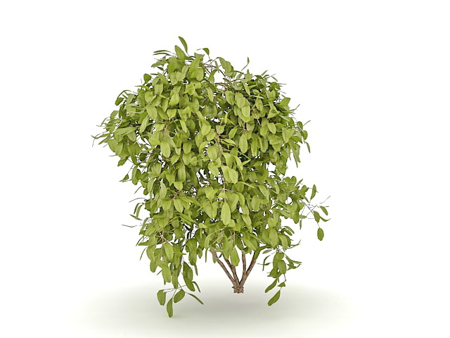 Evergreen bushes for landscaping 3d rendering