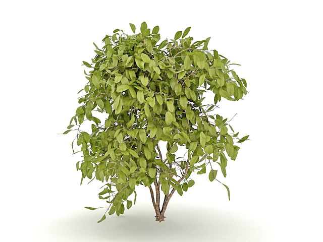 Evergreen bushes for landscaping 3d rendering