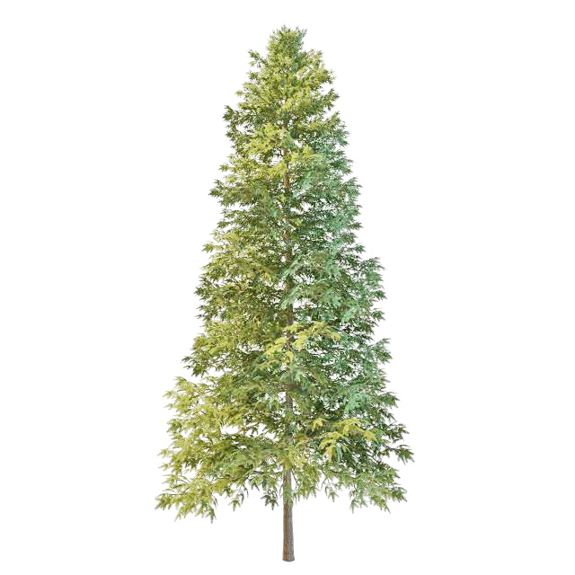 Norway Spruce Christmas tree 3d rendering