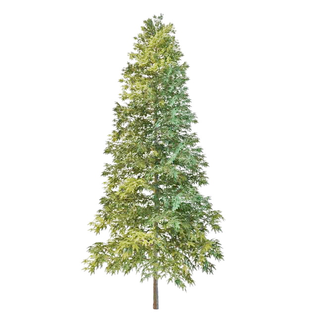 Norway Spruce Christmas tree 3d rendering