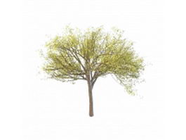 Budding tree in spring 3d model preview