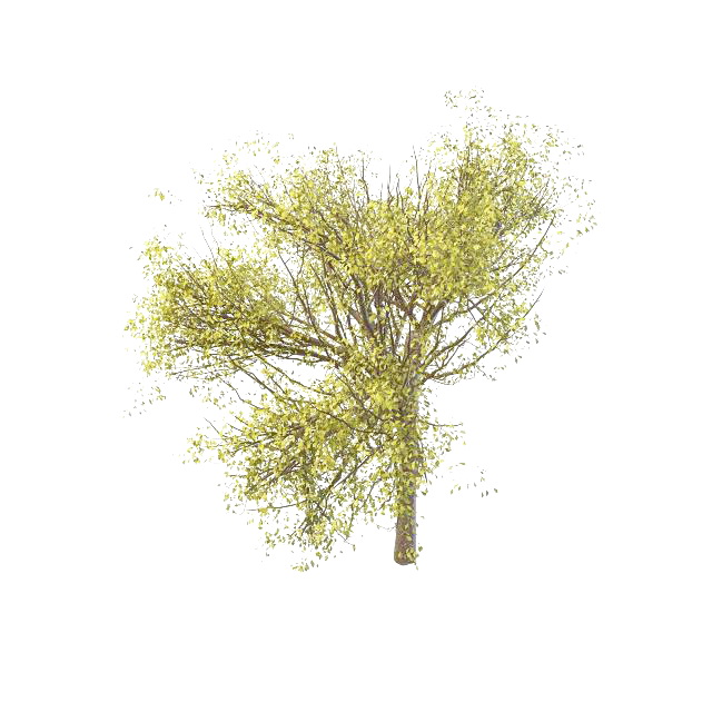 Budding tree in spring 3d rendering