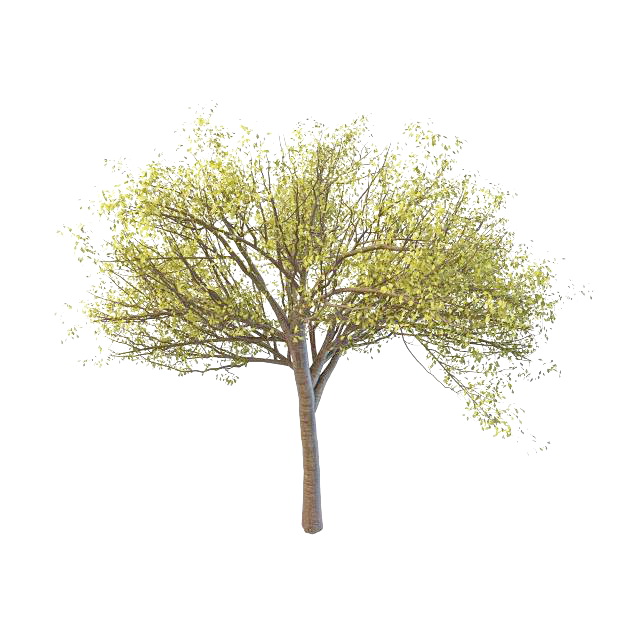 Budding tree in spring 3d rendering