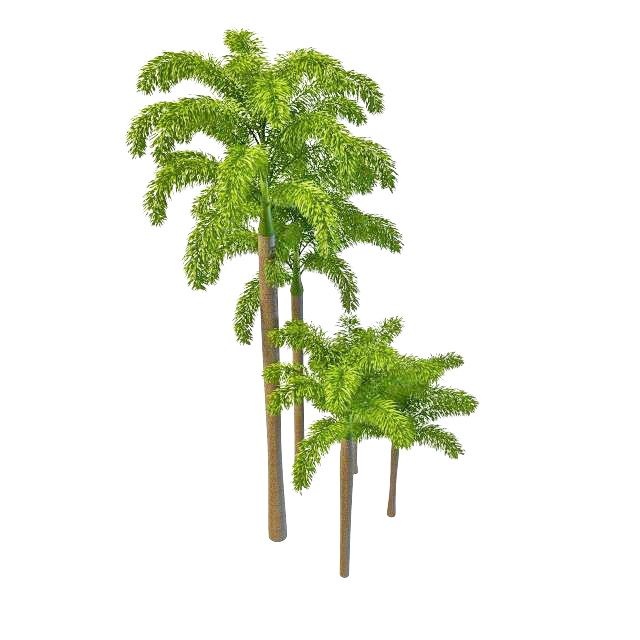 Foxtail palm trees 3d rendering