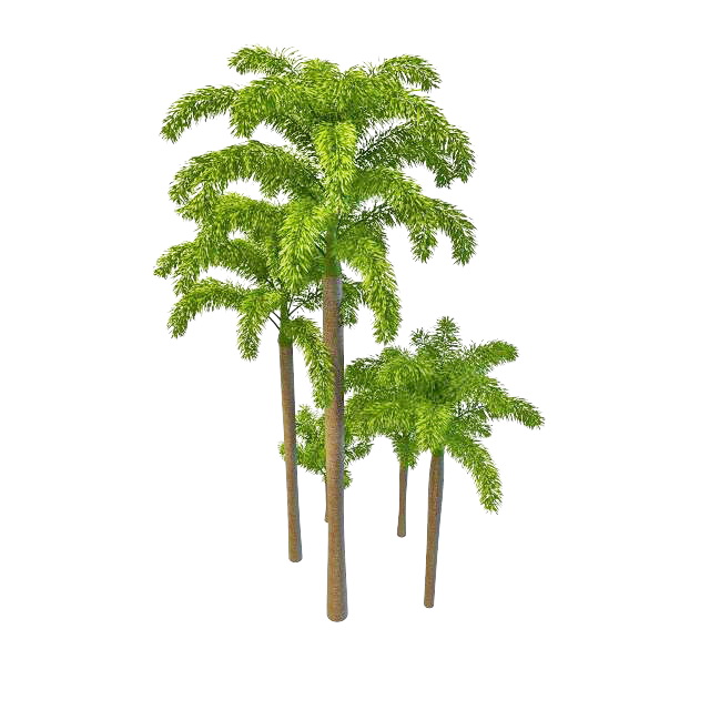 Foxtail palm trees 3d rendering