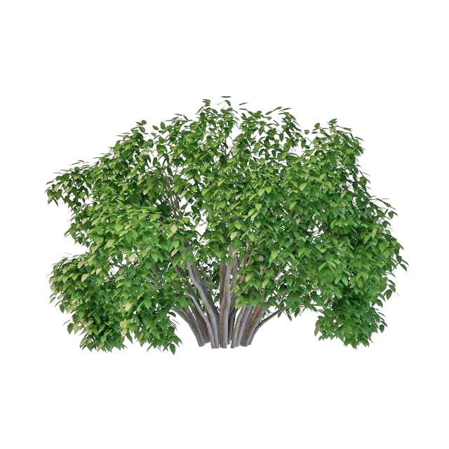Willow bushes shrubs 3d rendering